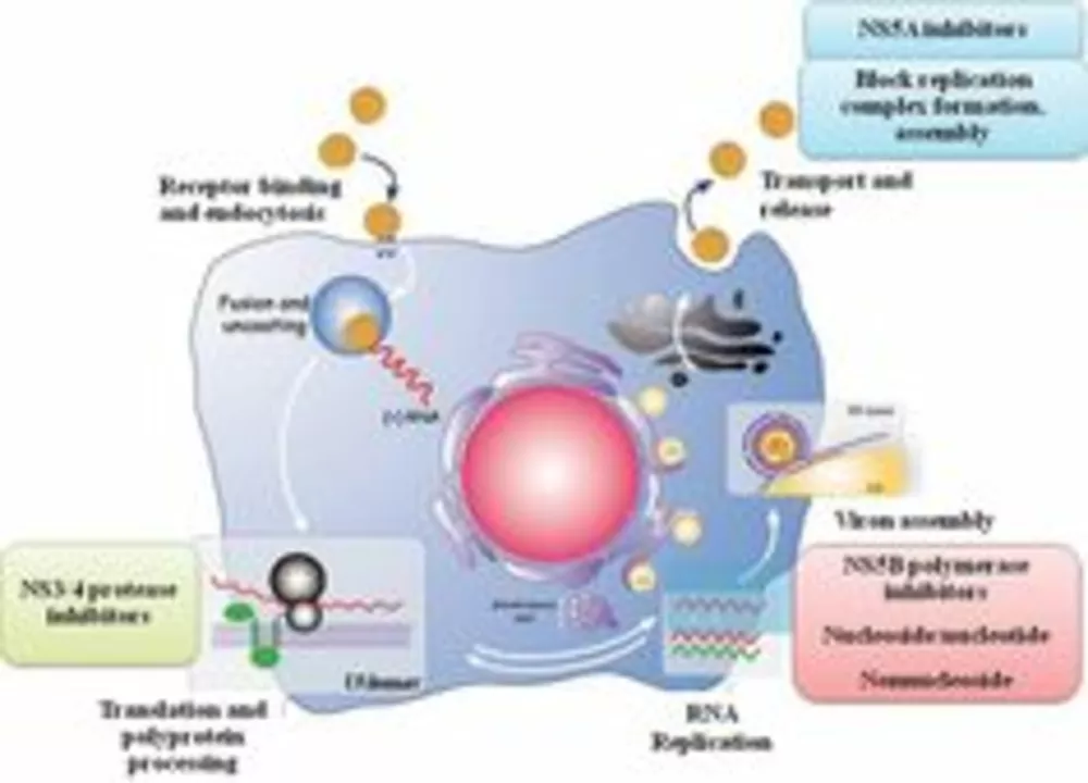 The Science Behind Tacrolimus: A Deep Dive into its Mechanism of Action