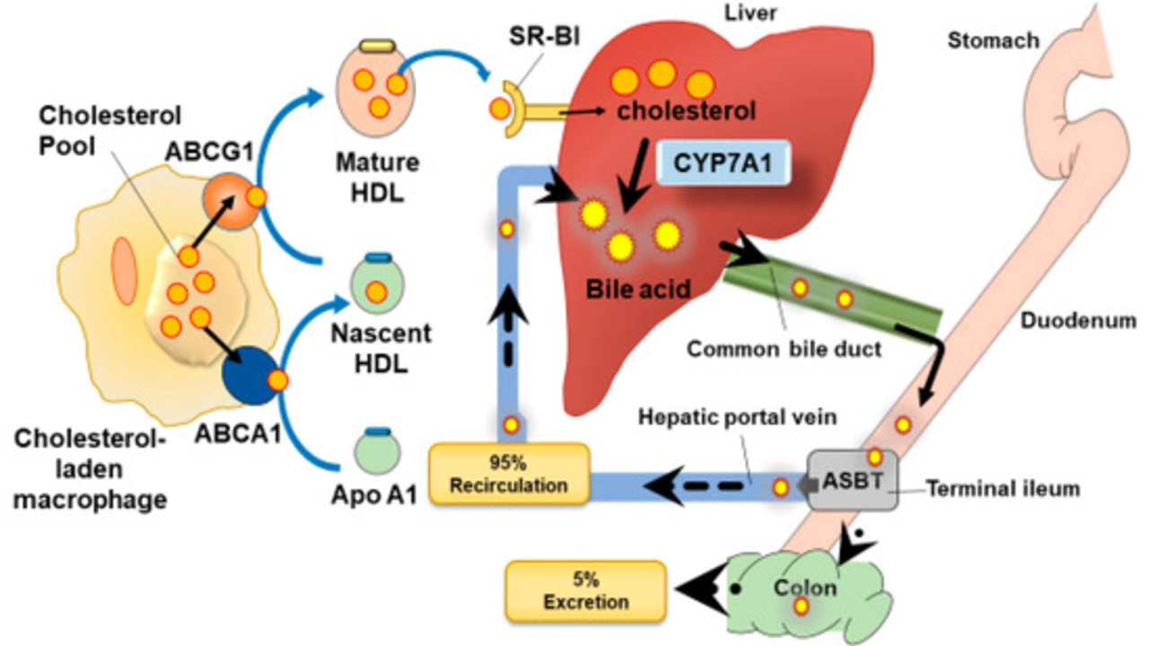 Cholestyramine and Bile Acid Sequestrants: Understanding Their Role in Cholesterol Management