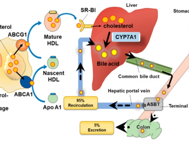 Cholestyramine and Bile Acid Sequestrants: Understanding Their Role in Cholesterol Management