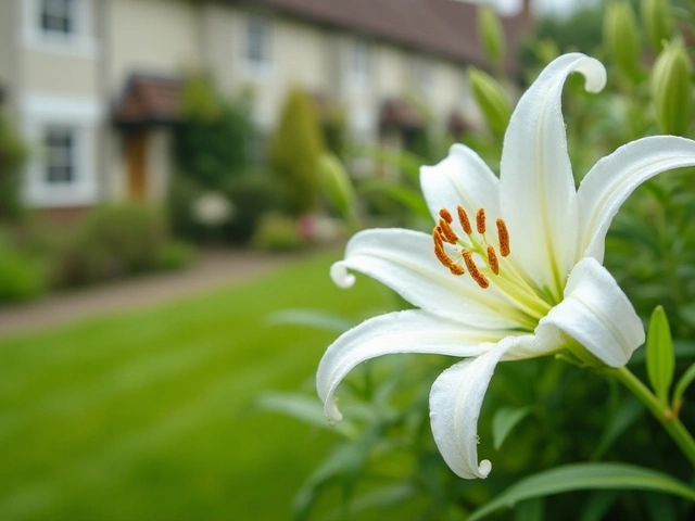 Unveiling the Benefits of White Lily Dietary Supplement